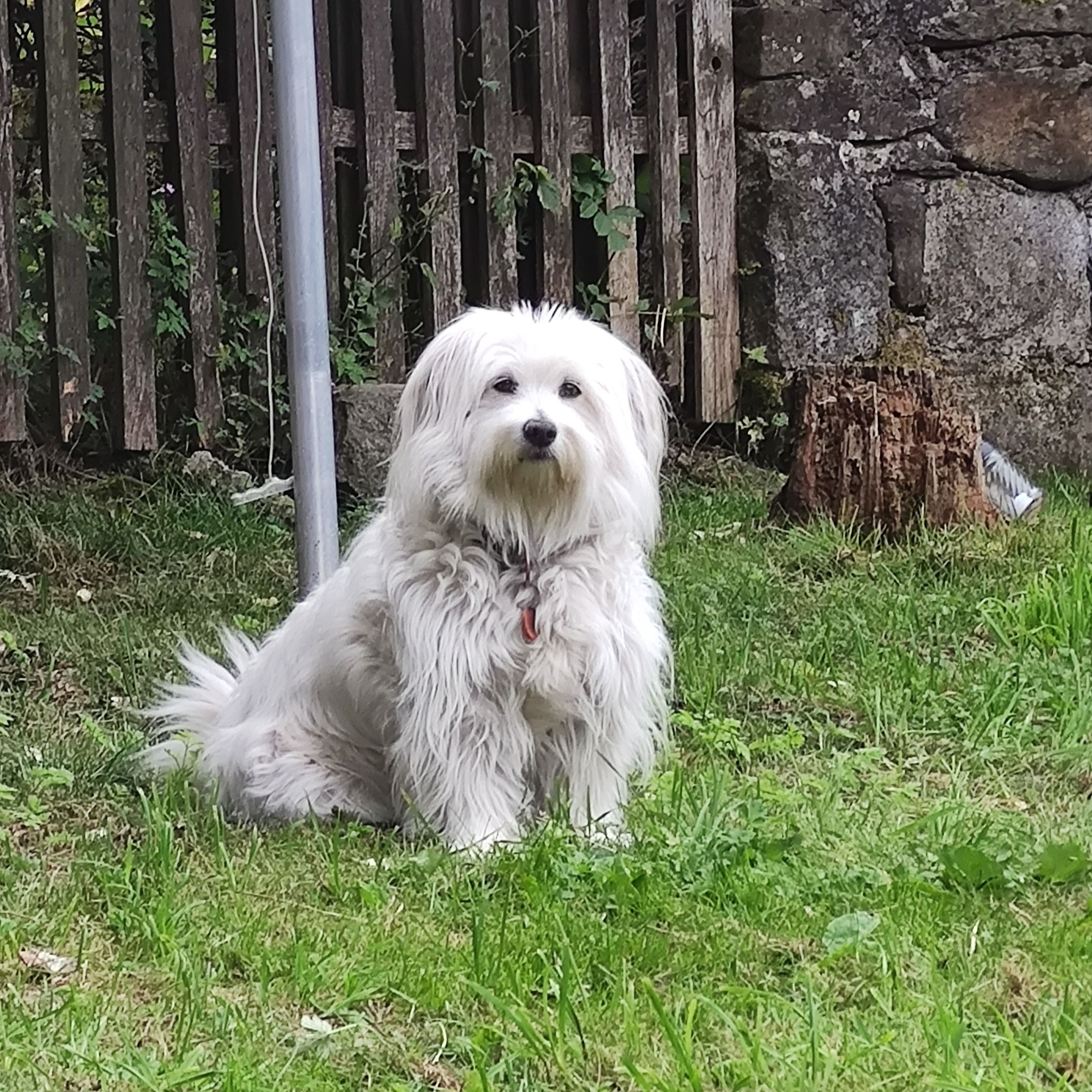 Soutěžní fotografie - Chundelka,  Ostatní