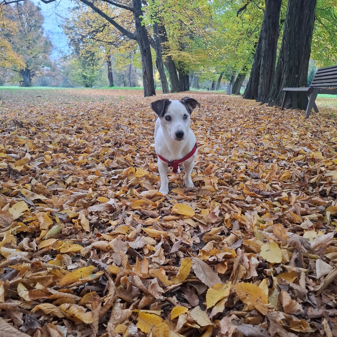 Soutěžní fotografie - Kessie,  Jack Russell Teriér
