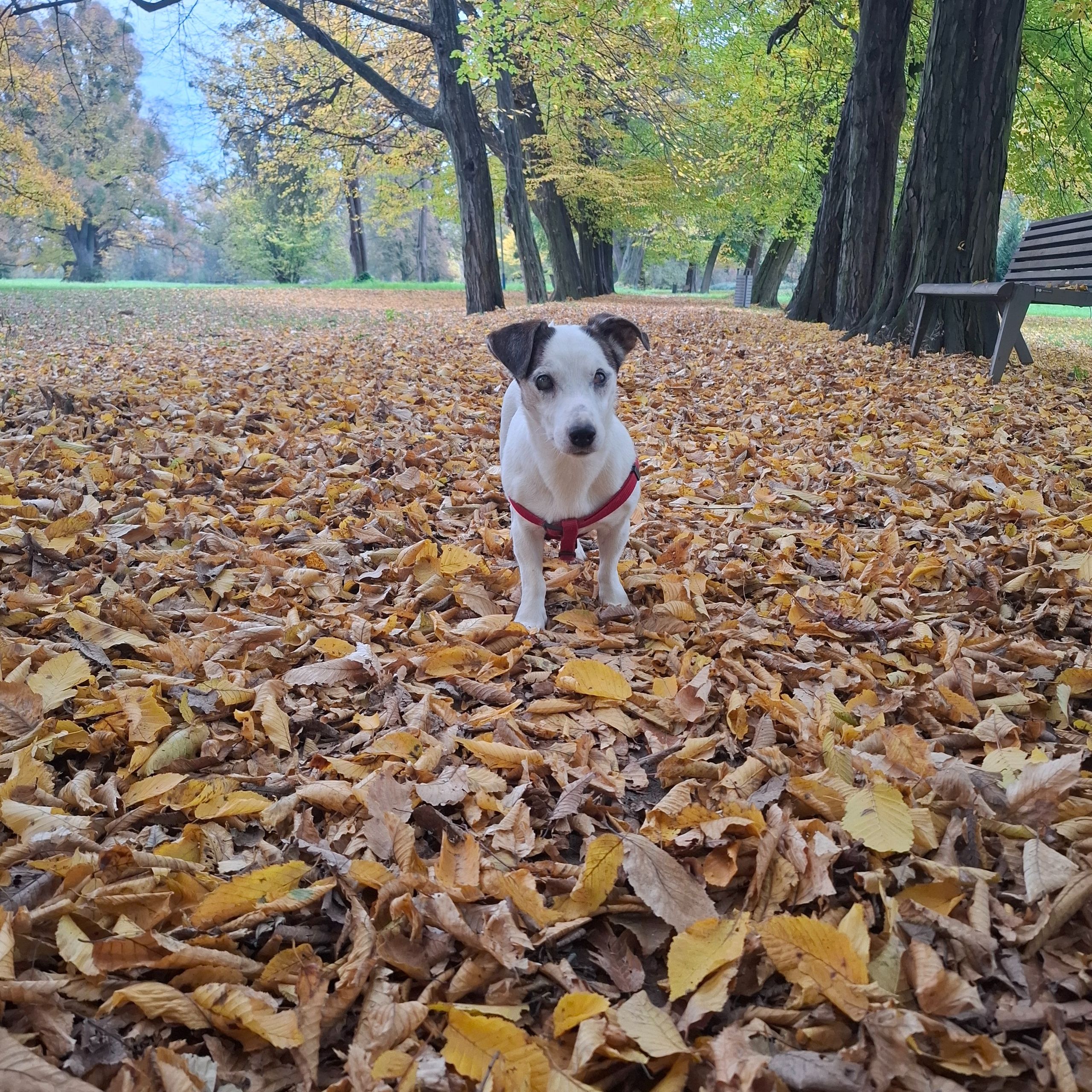 Soutěžní fotografie - Kessie,  Jack Russell Teriér