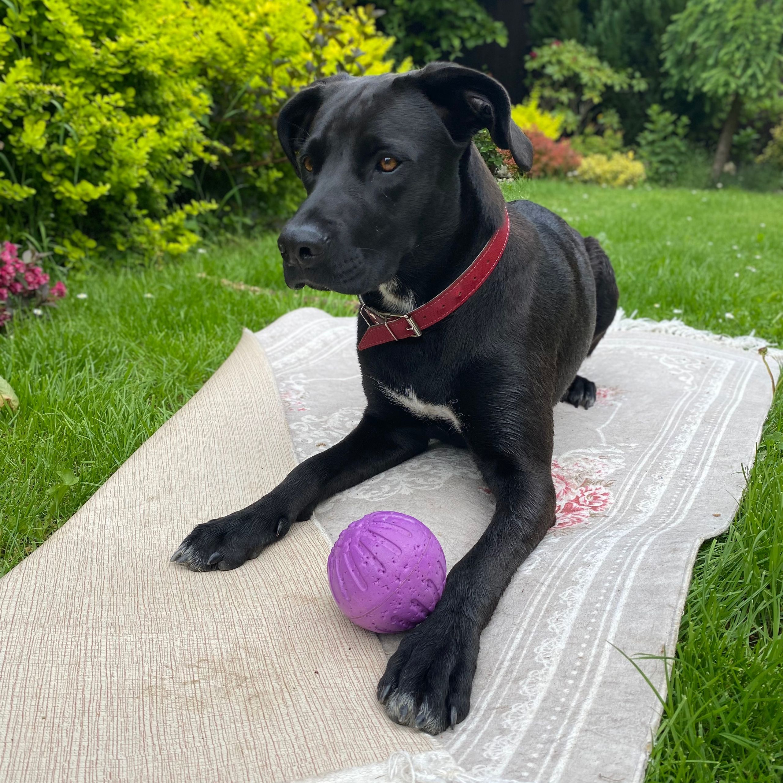 Soutěžní fotografie - Arya,  Labradorský retriever