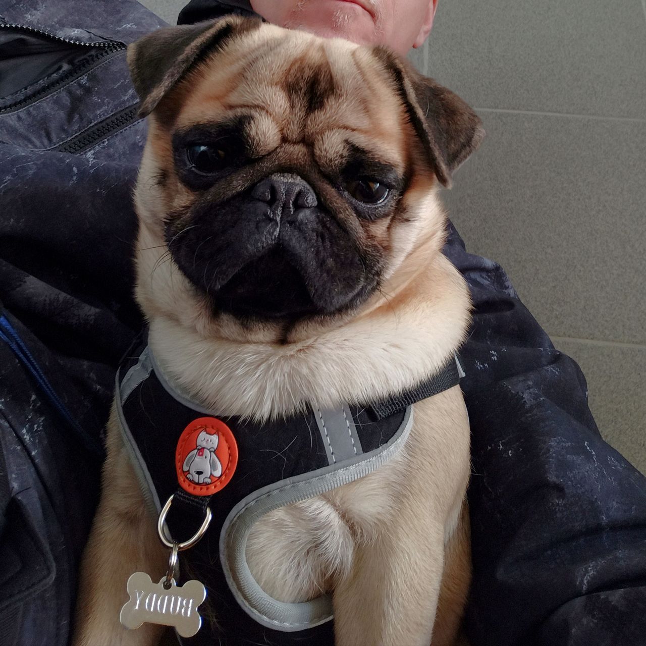 Soutěžní fotografie - Buddy,  Mops