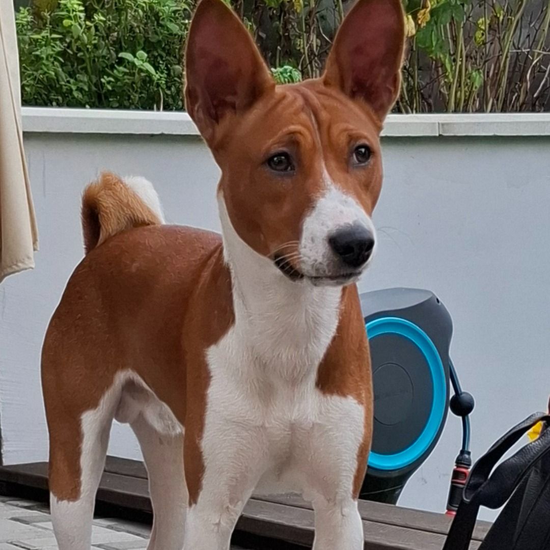 Soutěžní fotografie - Loki,  Basenji