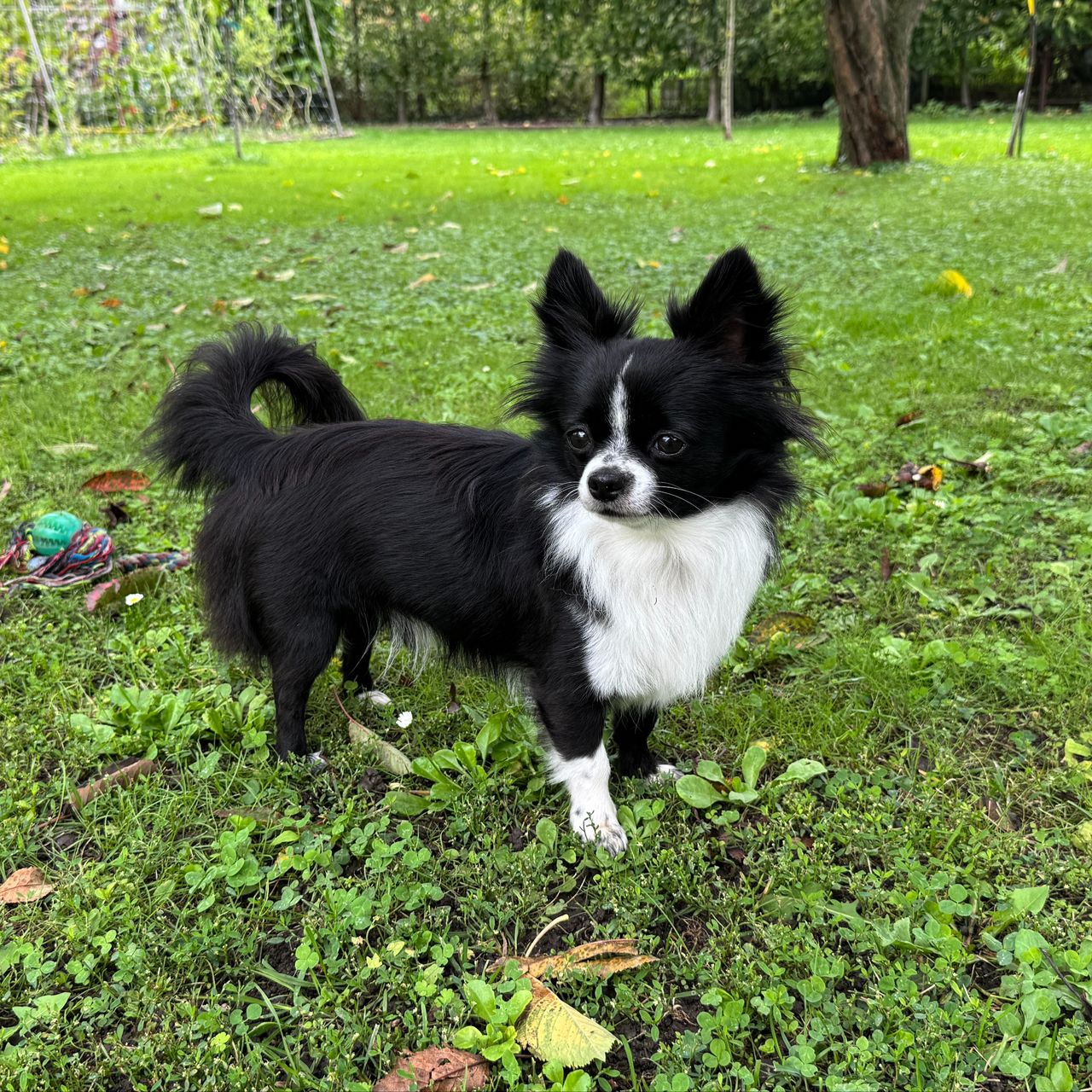 Soutěžní fotografie - Benji,  Čivava