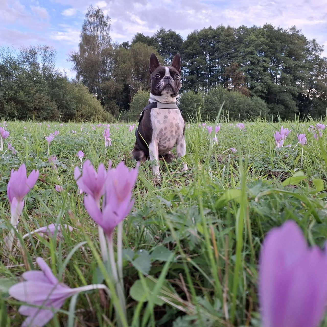 Soutěžní fotografie - Ája,  Bostonský terier