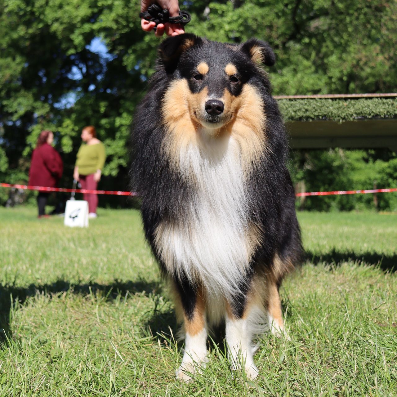 Soutěžní fotografie - Theyo,  Sheltie