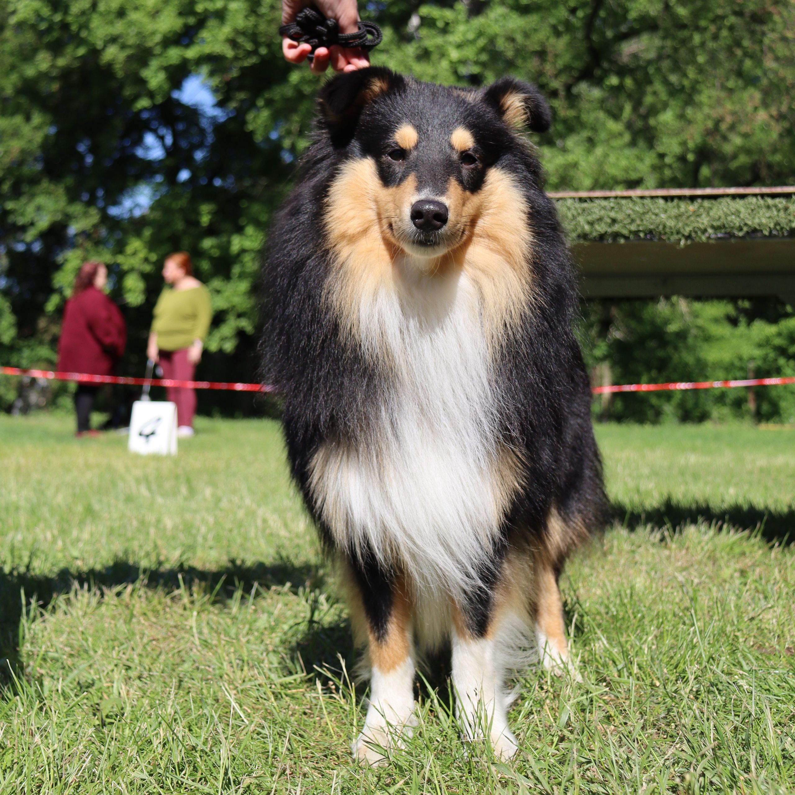 Soutěžní fotografie - Theyo,  Sheltie