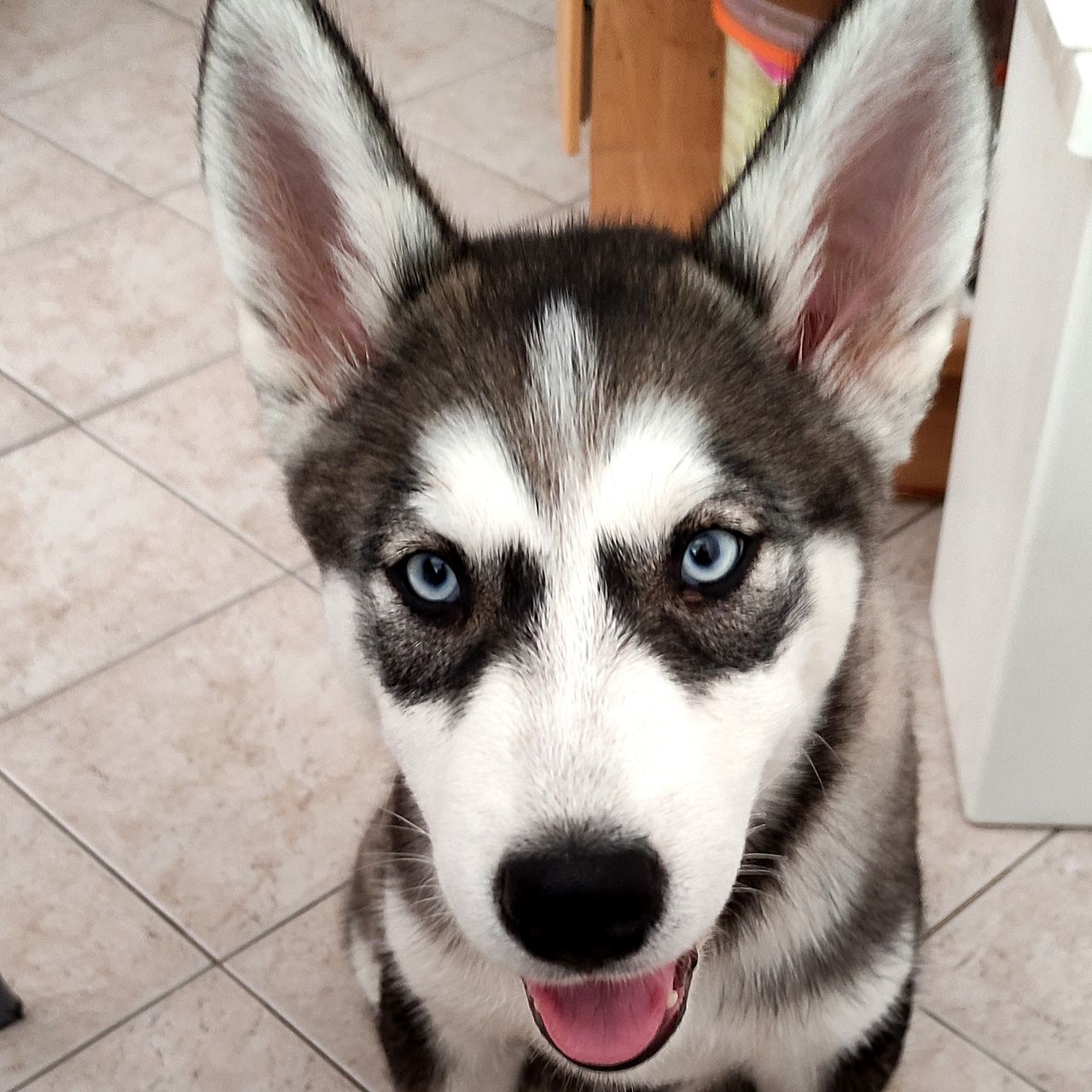 Soutěžní fotografie - Sára,  Sibiřský husky