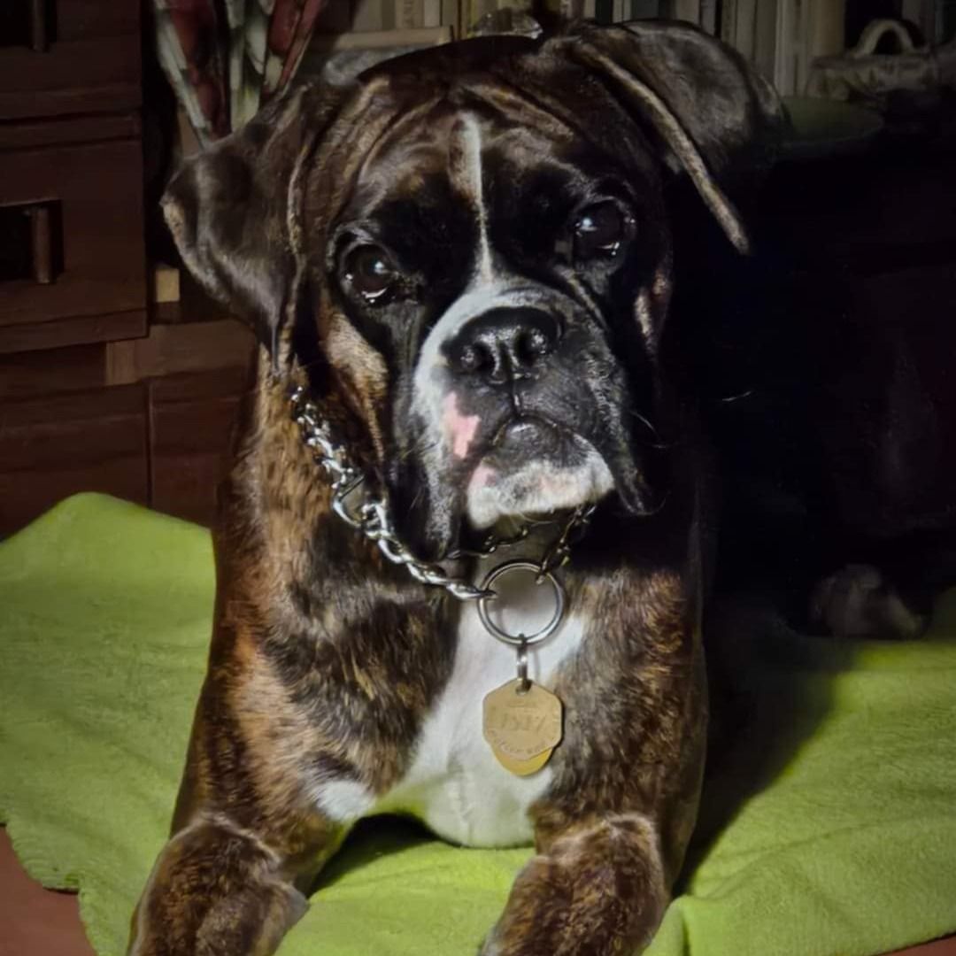 Soutěžní fotografie - Sendy,  Německý boxer