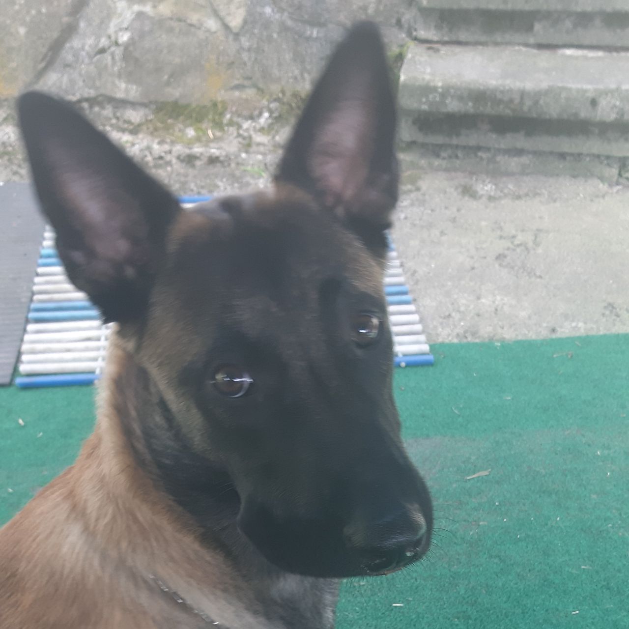 Soutěžní fotografie - Bernardo,  Belgický ovčák - Malinois