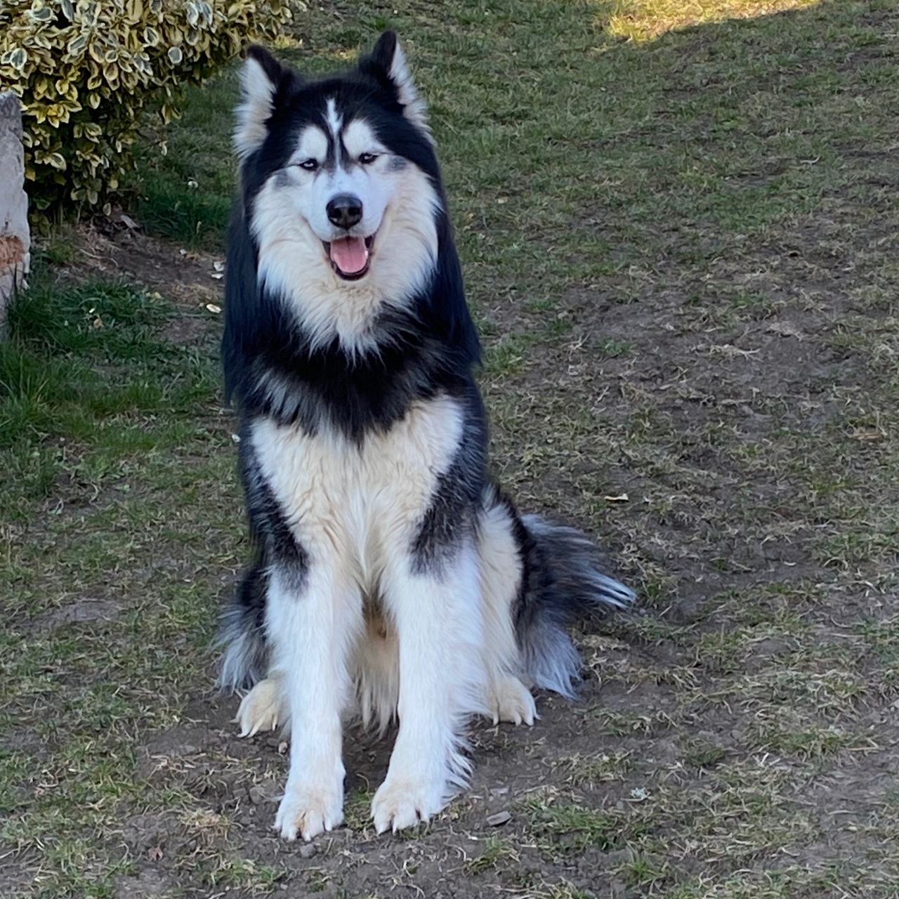 Soutěžní fotografie - Zeus,  Sibiřský husky