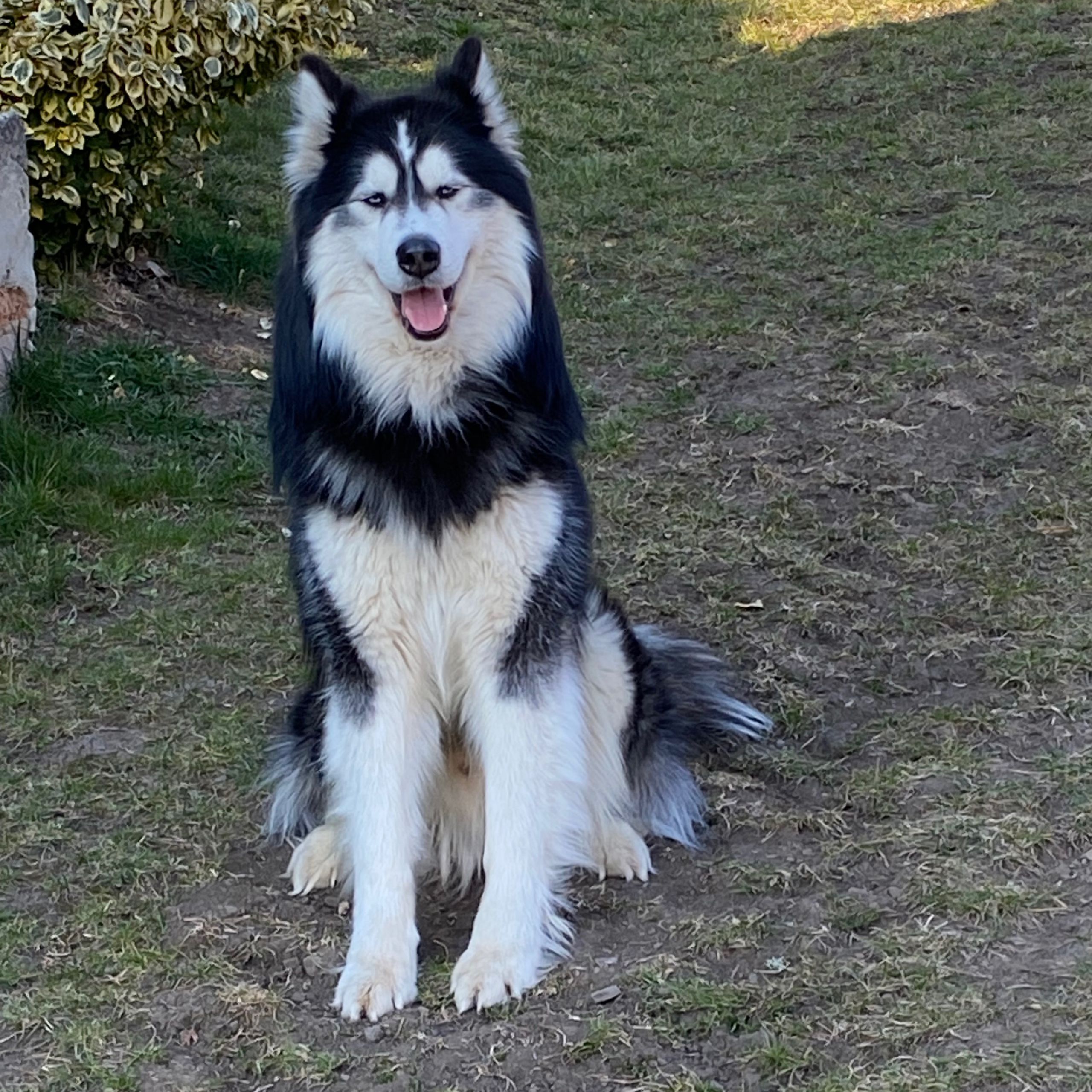 Soutěžní fotografie - Zeus,  Sibiřský husky