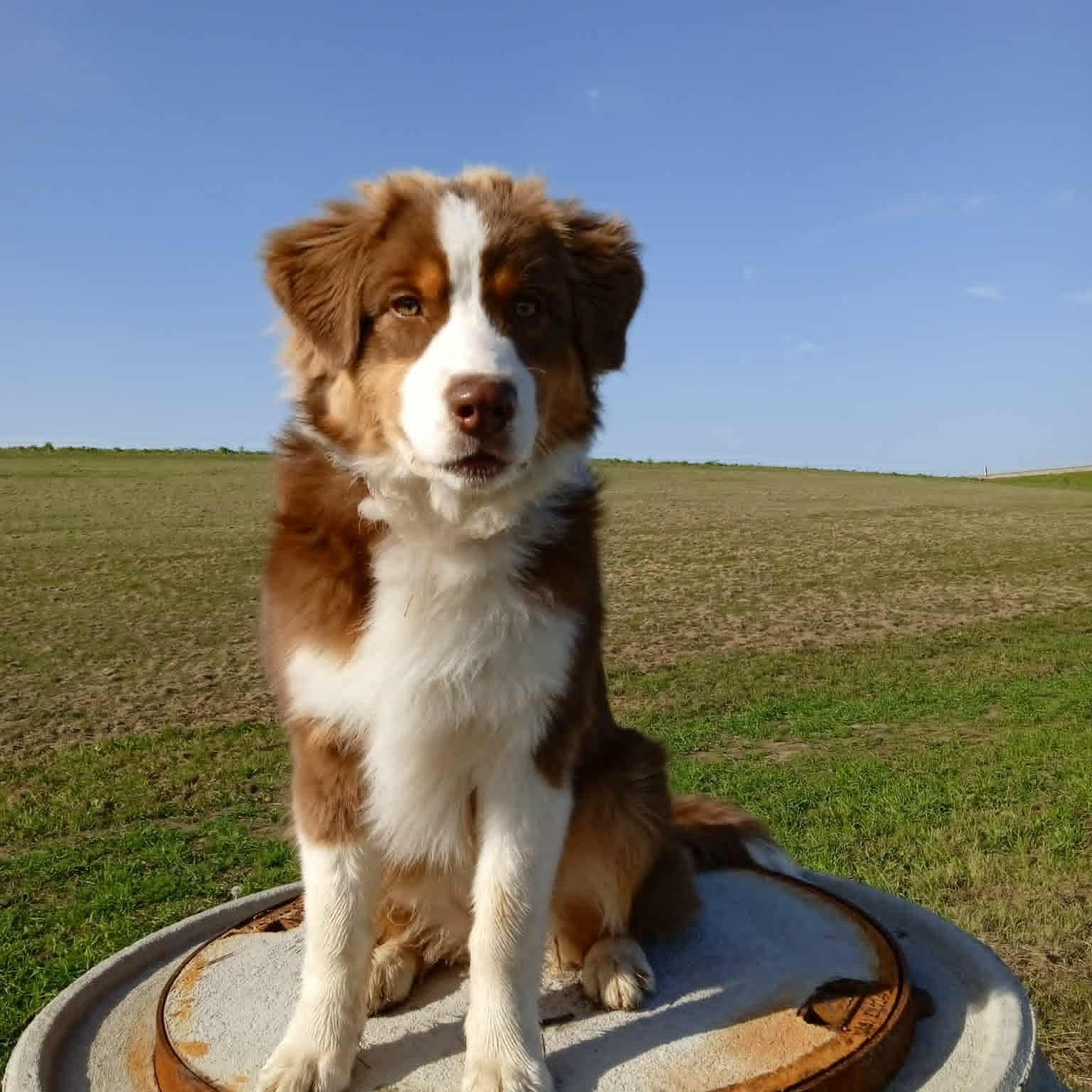 Soutěžní fotografie - Kessy,  Australský ovčák