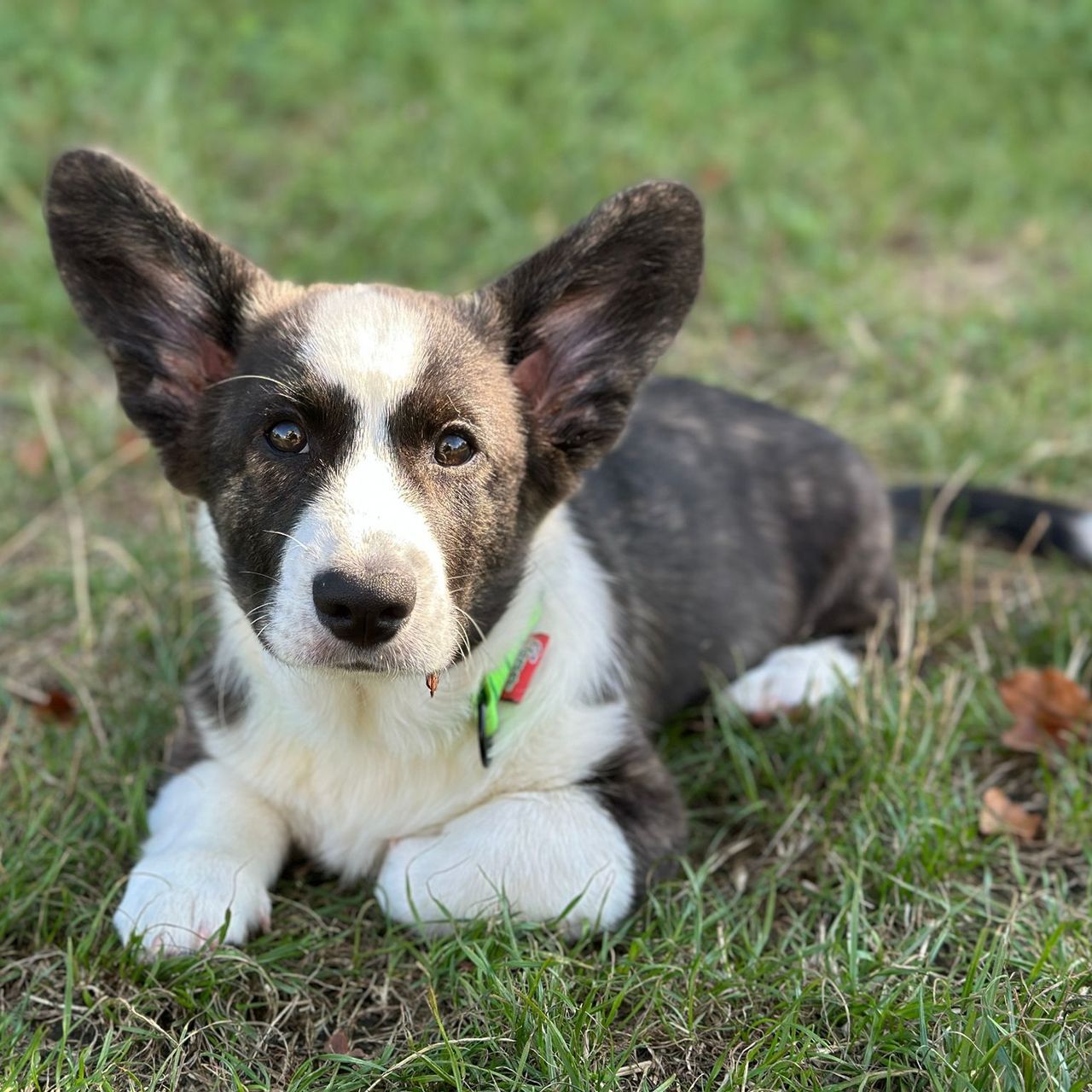 Soutěžní fotografie - Azazelo,  Welsh Corgi Cardigan