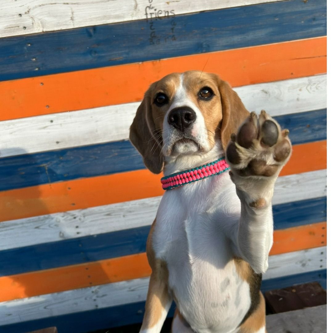 Soutěžní fotografie - Bella,  Beagle