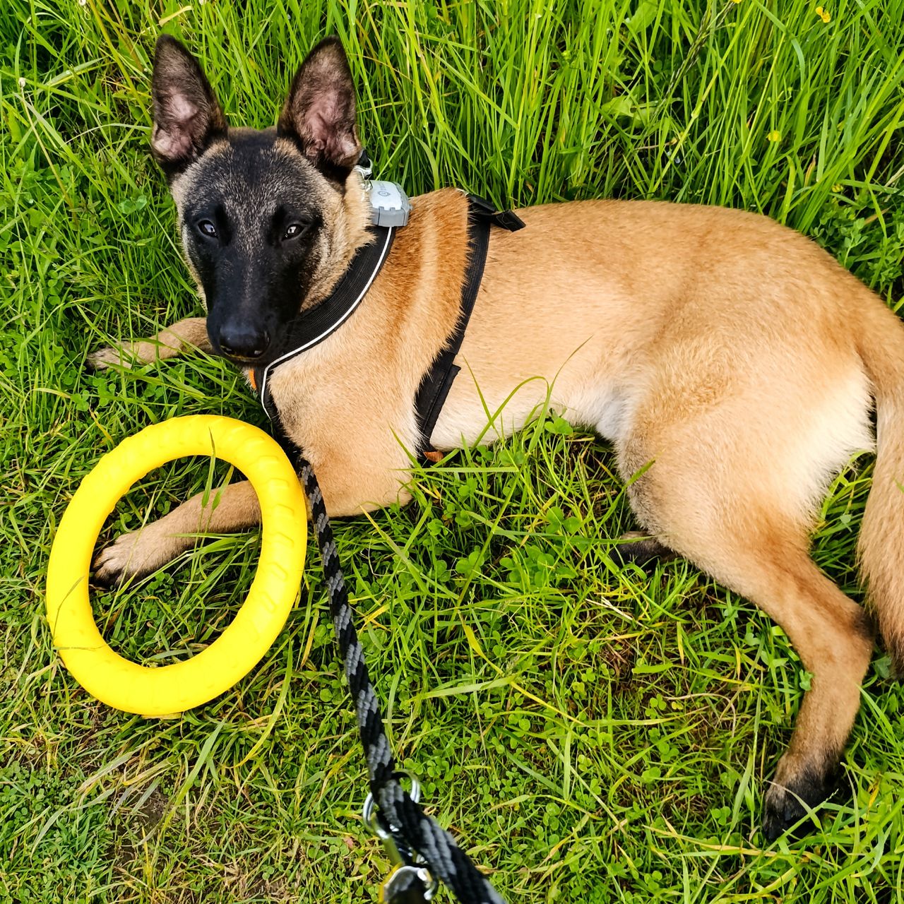 Soutěžní fotografie - Leo,  Belgický ovčák - Malinois