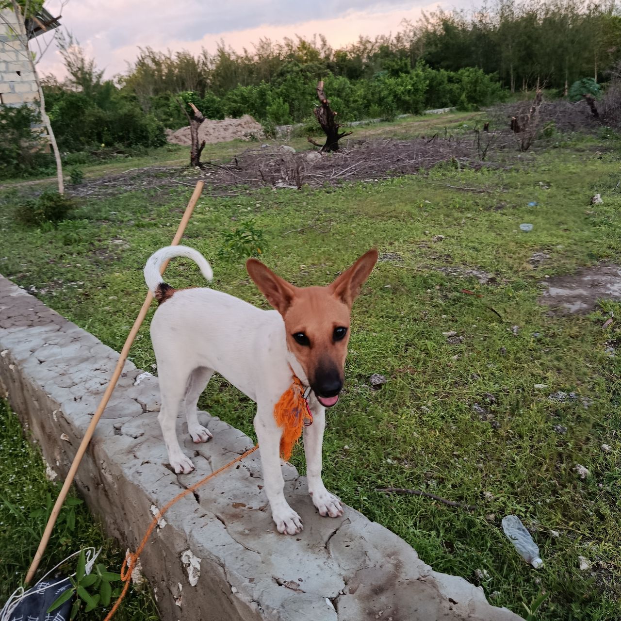 Soutěžní fotografie - Nelly,  Ostatní