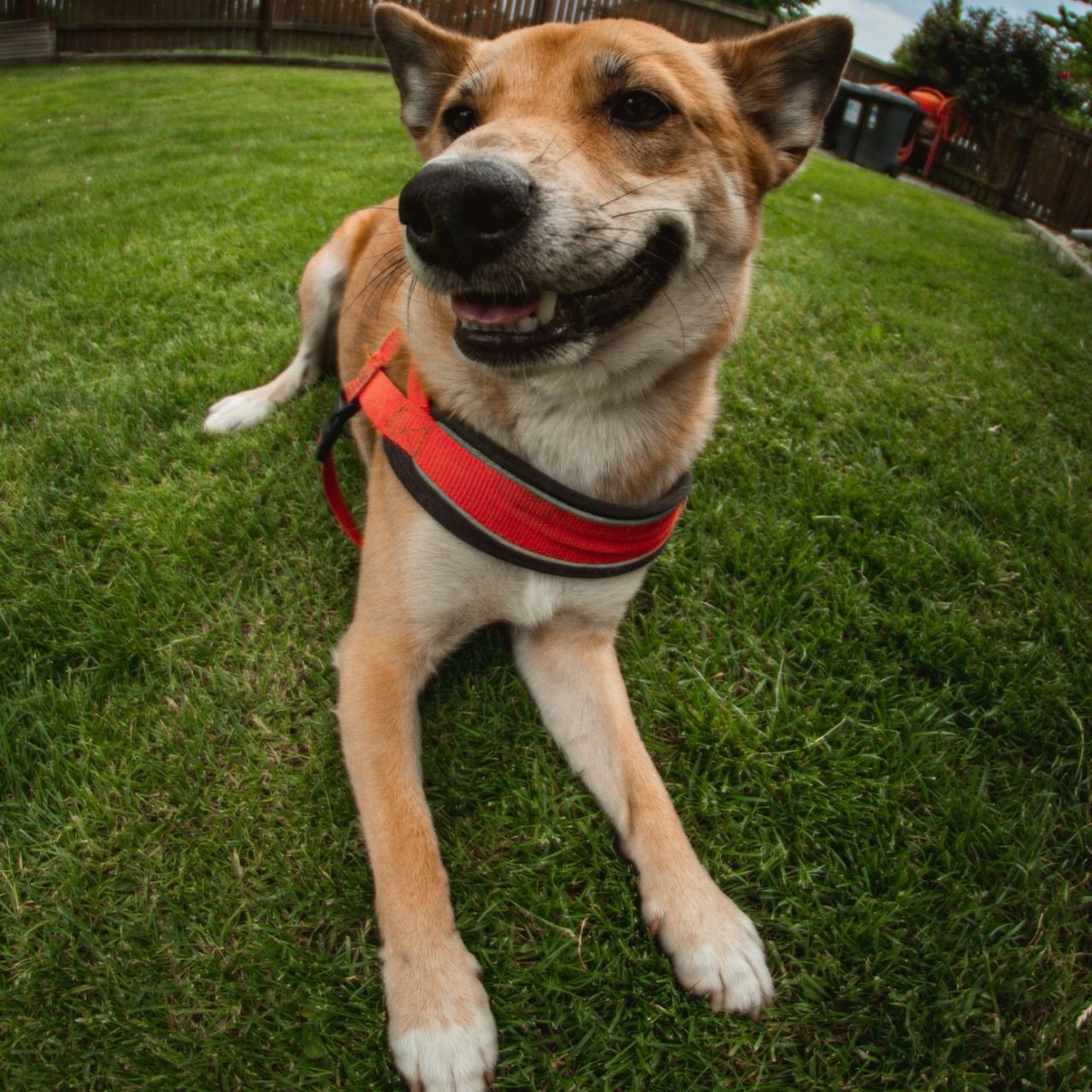 Soutěžní fotografie - Lucky,  Shiba