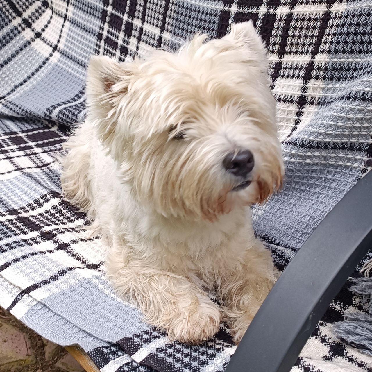 Soutěžní fotografie - Ronik,  West Highland White Terrier