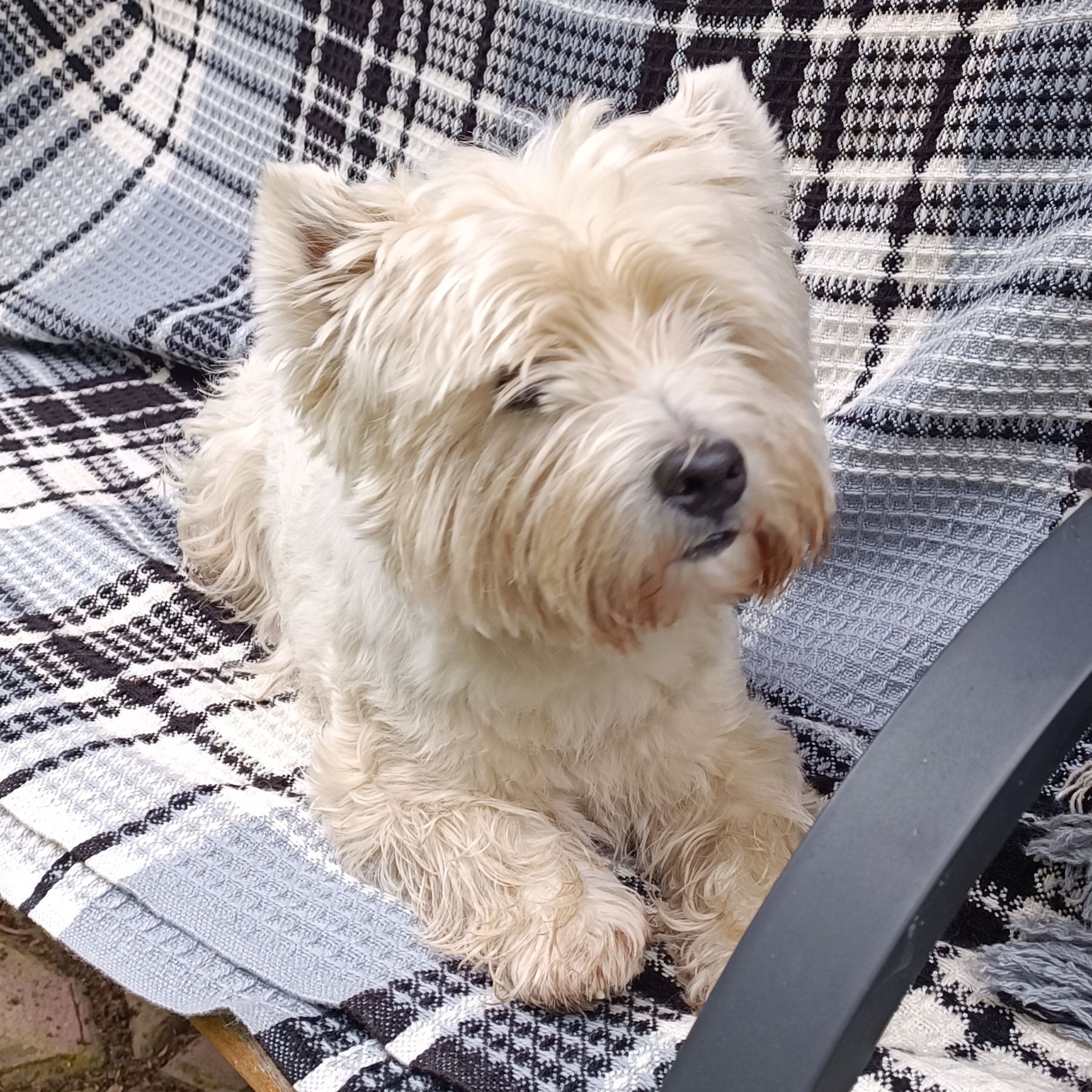 Soutěžní fotografie - Ronik,  West Highland White Terrier