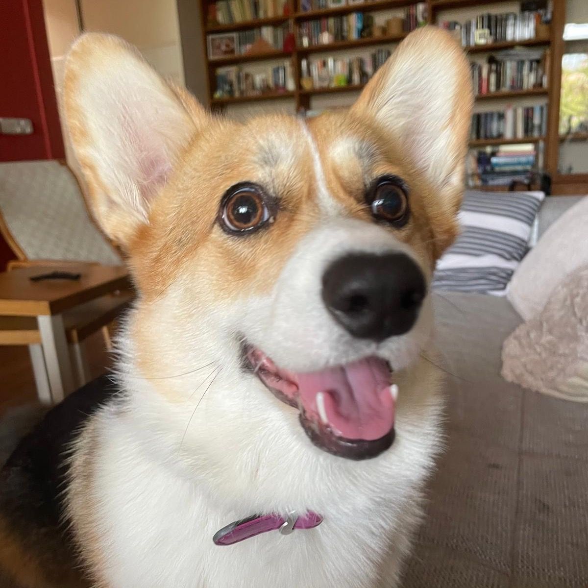 Soutěžní fotografie - Augustýnka,  Welsh Corgi Pembroke