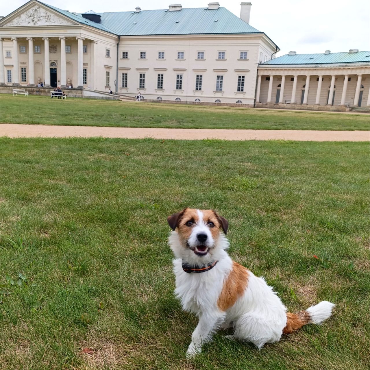 Soutěžní fotografie - Bob,  Jack Russell Teriér