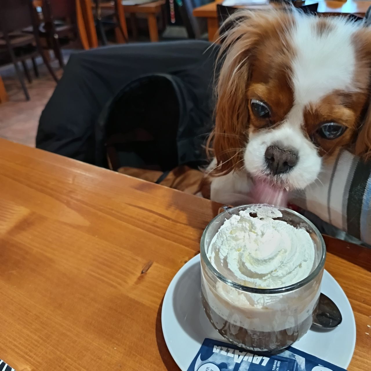 Soutěžní fotografie - Sissi,  Kavalír King Charles španěl