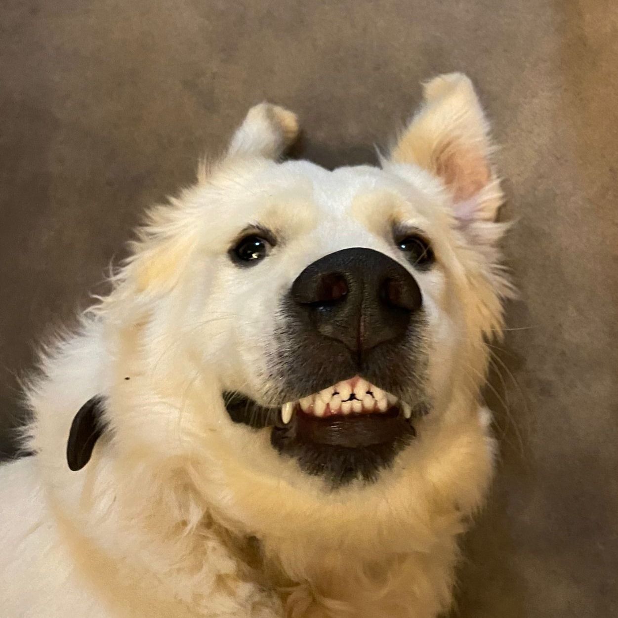 Soutěžní fotografie - Ozzy,  Zlatý retriever