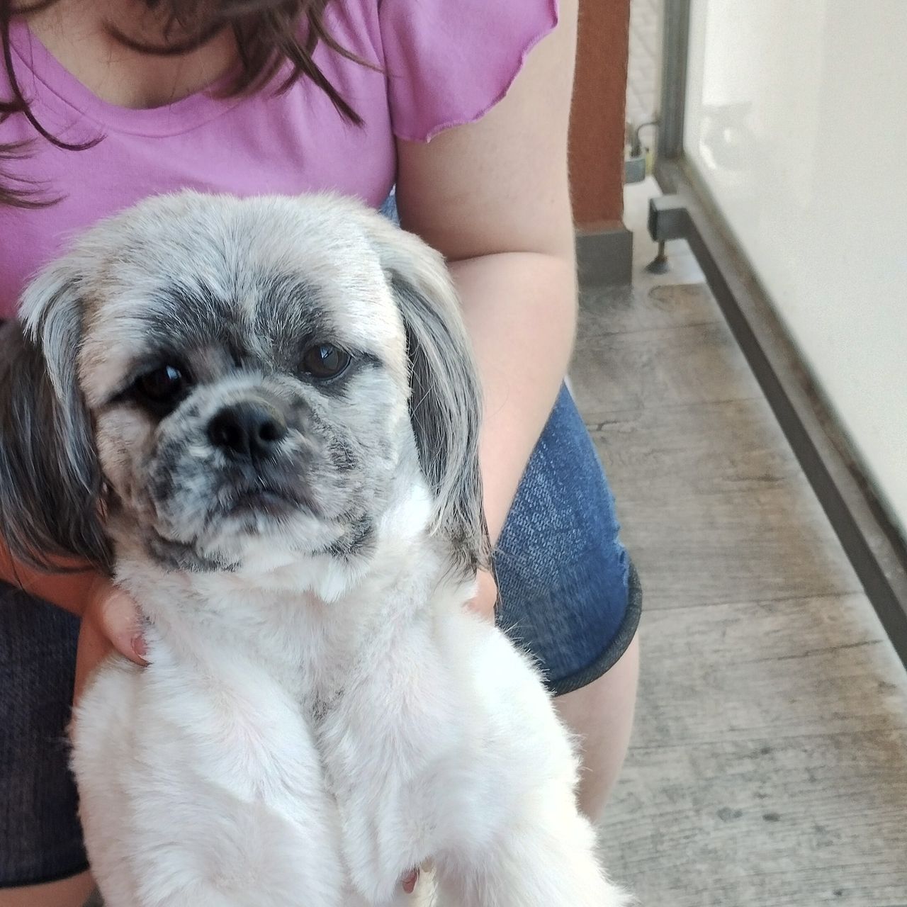 Soutěžní fotografie - Bertíček,  Shih-tzu