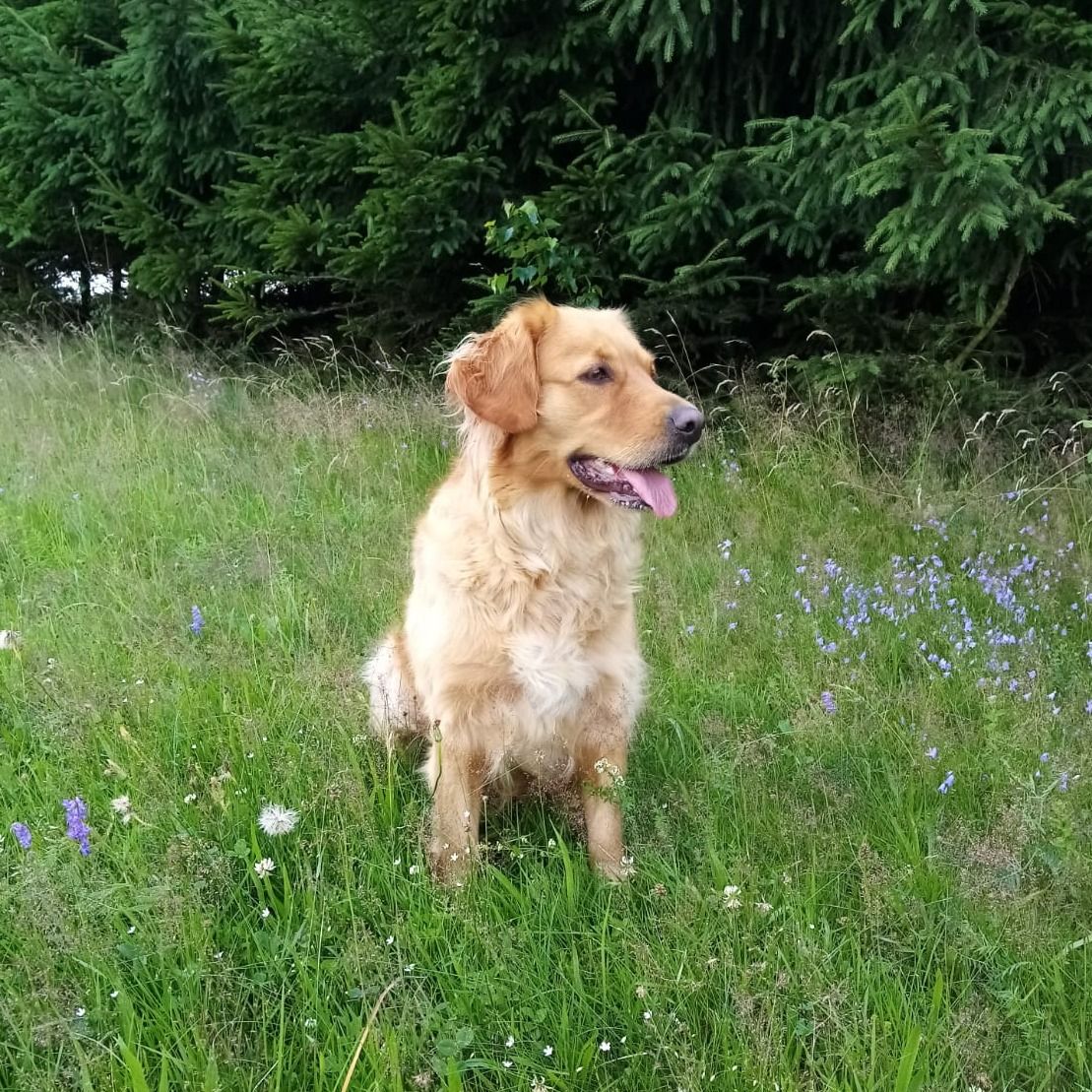 Soutěžní fotografie - Stela,  Zlatý retriever