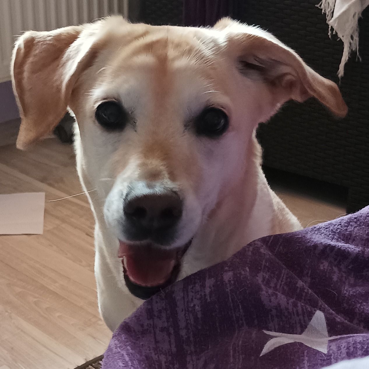 Soutěžní fotografie - Bella,  Labradorský retriever
