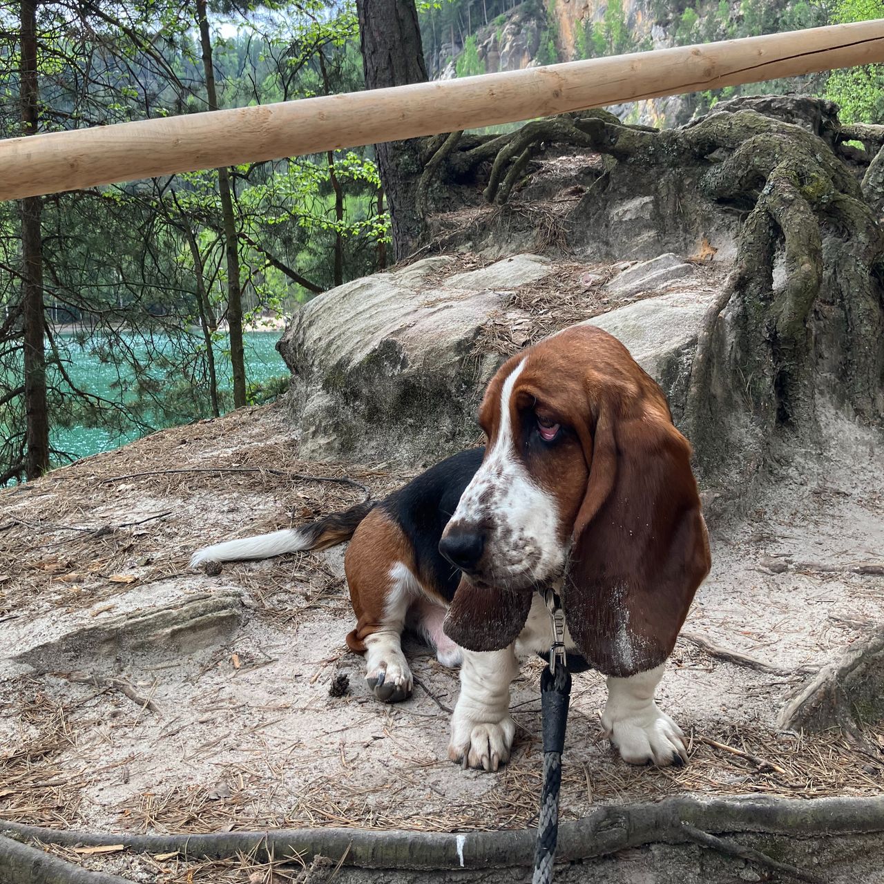 Soutěžní fotografie - HUGO Atom Tornádo,  Basset Hound
