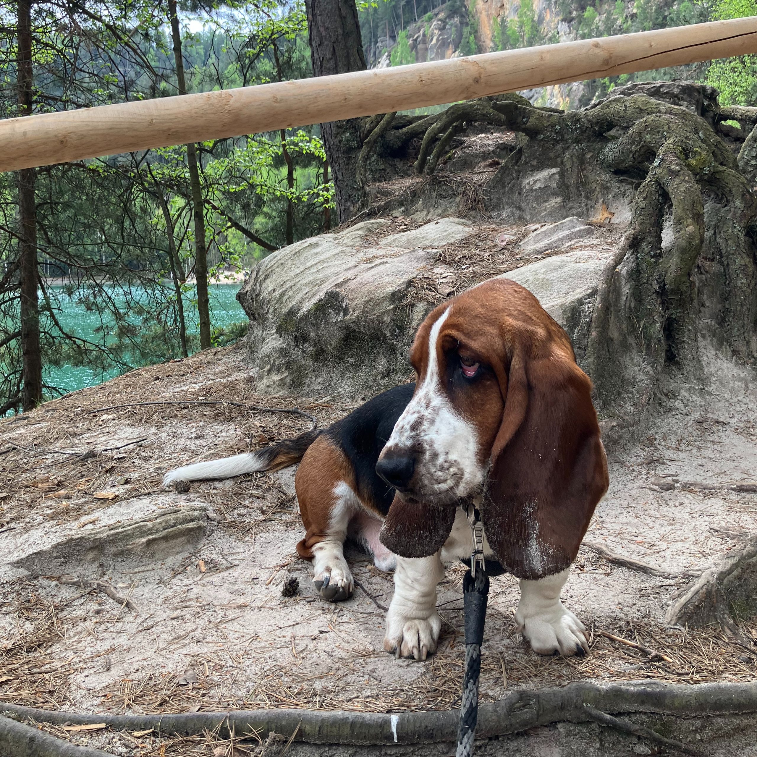 Soutěžní fotografie - HUGO Atom Tornádo,  Basset Hound