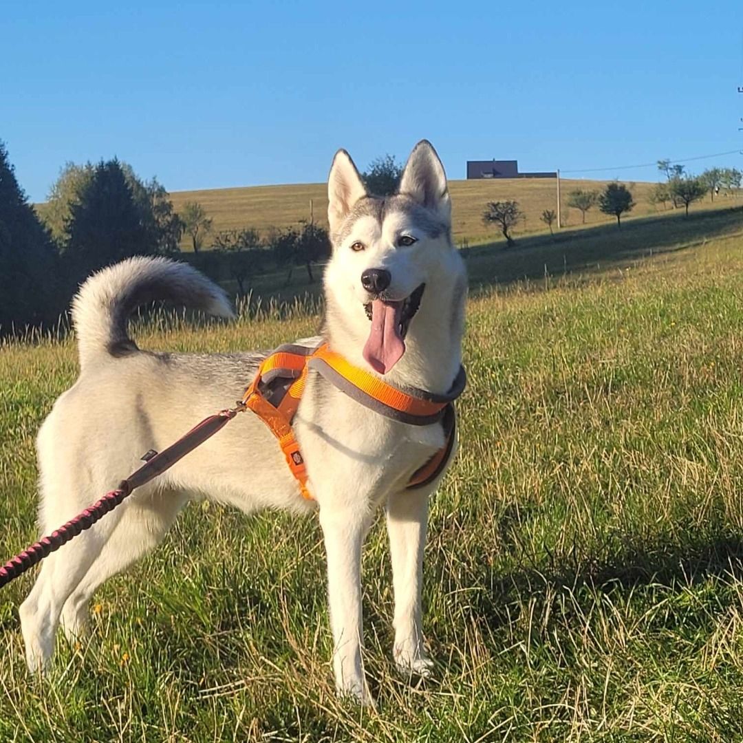 Soutěžní fotografie - Mája,  Sibiřský husky