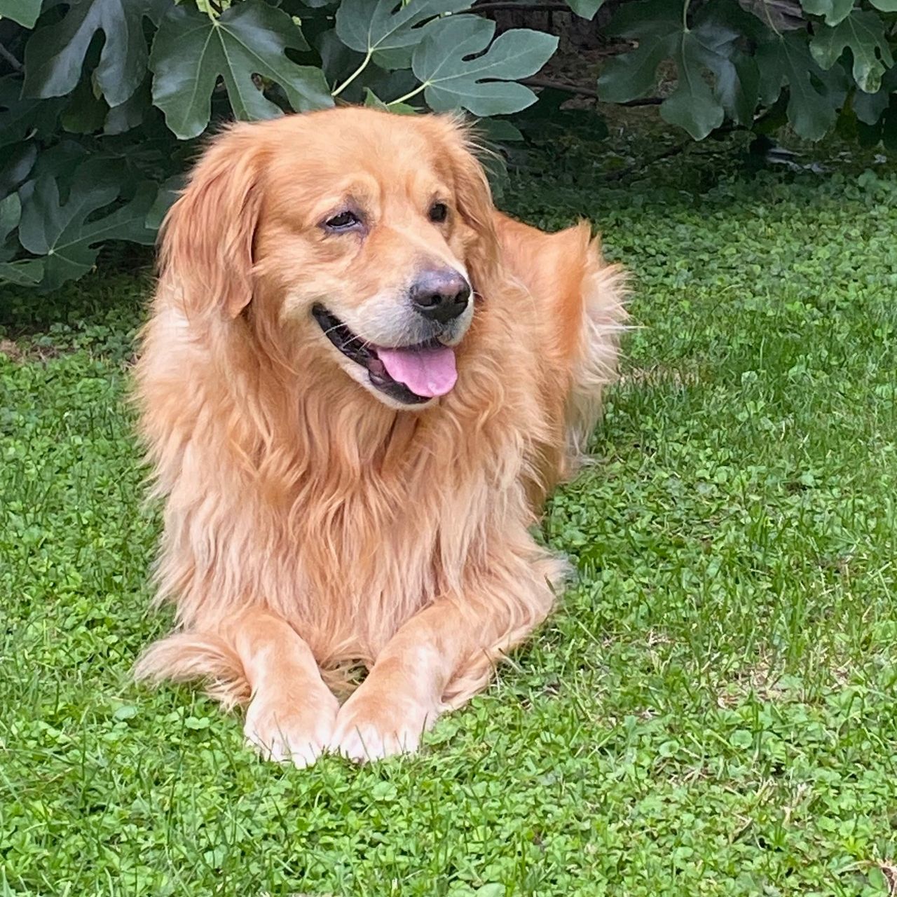 Soutěžní fotografie - Kevin,  Zlatý retriever