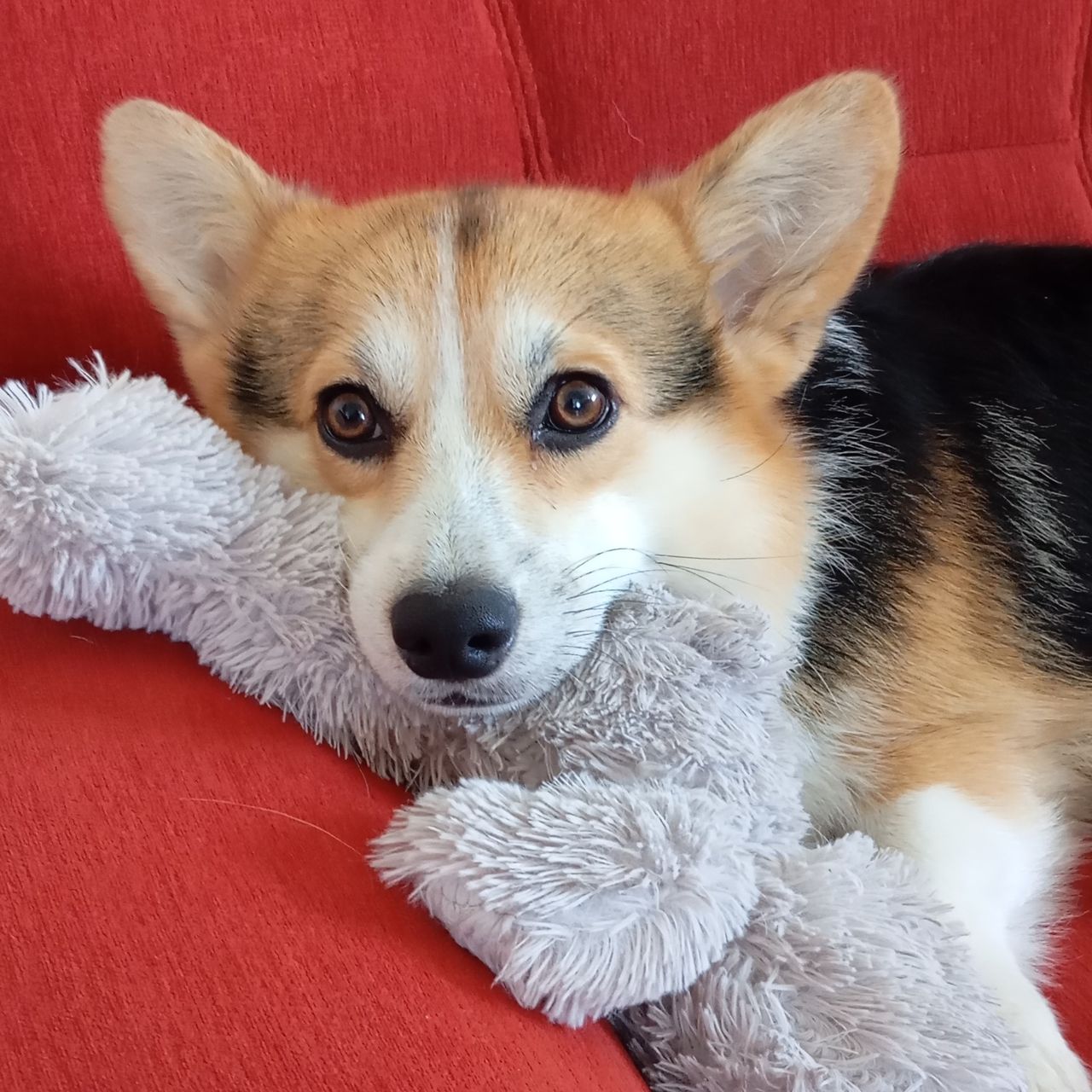 Soutěžní fotografie - Flíček,  Welsh Corgi Pembroke