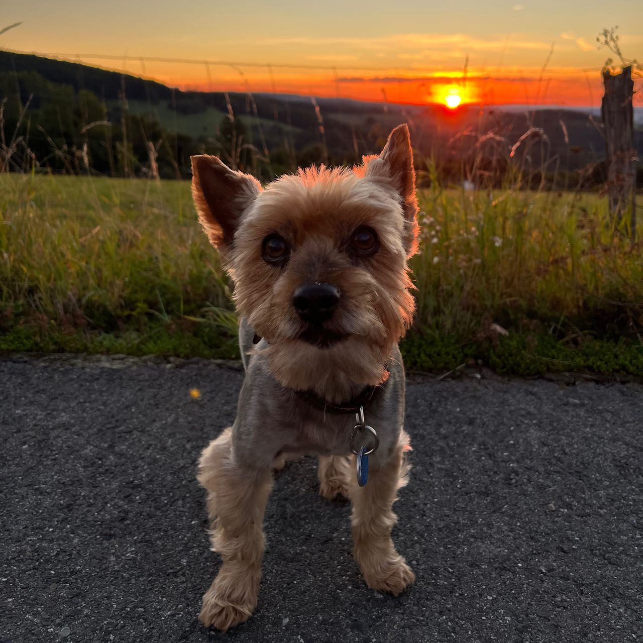 Soutěžní fotografie - Viki,  Yorkšírský terier
