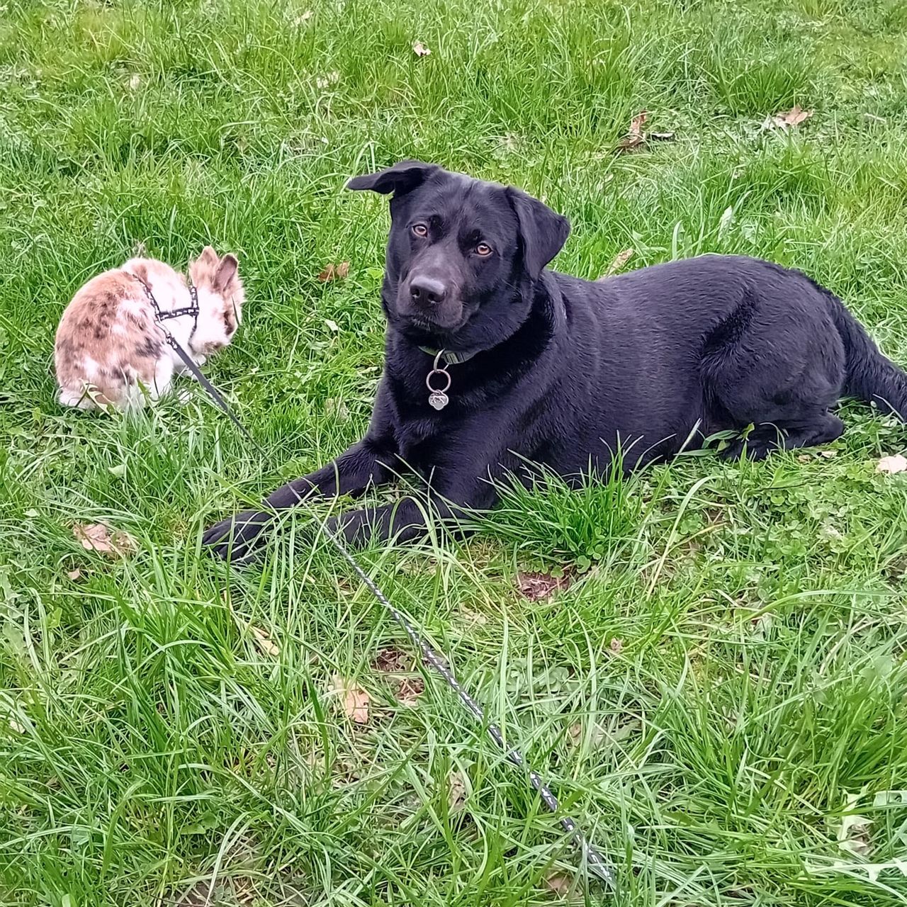 Soutěžní fotografie - Buba,  Labradorský retriever