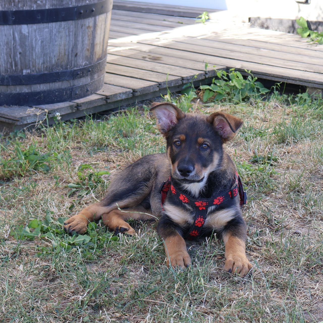 Soutěžní fotografie - Lucky,  Ostatní