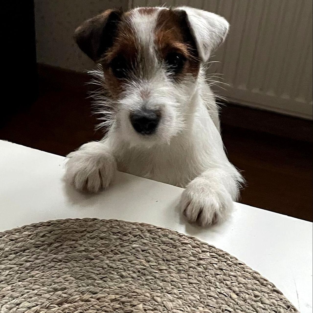 Soutěžní fotografie - Maya,  Jack Russell Teriér