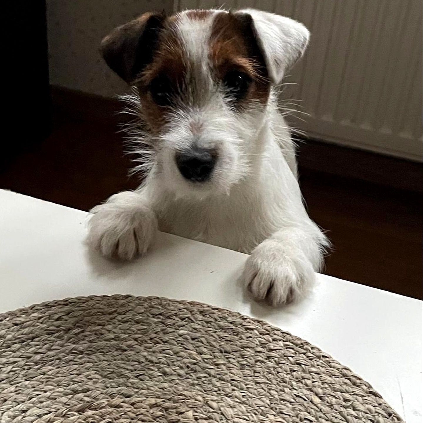 Soutěžní fotografie - Maya,  Jack Russell Teriér