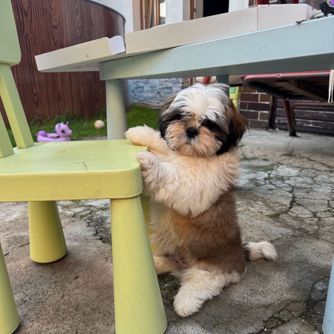 Soutěžní fotografie - Maxík,  Shih-tzu
