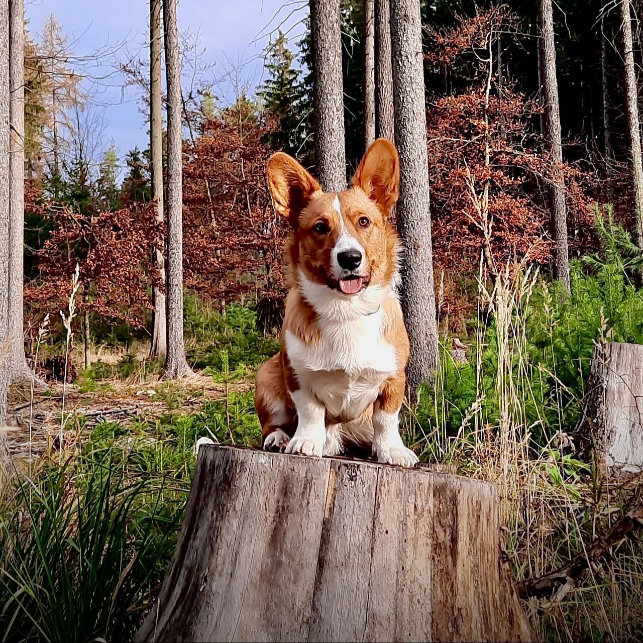 Soutěžní fotografie - Alfréd,  Welsh Corgi Cardigan