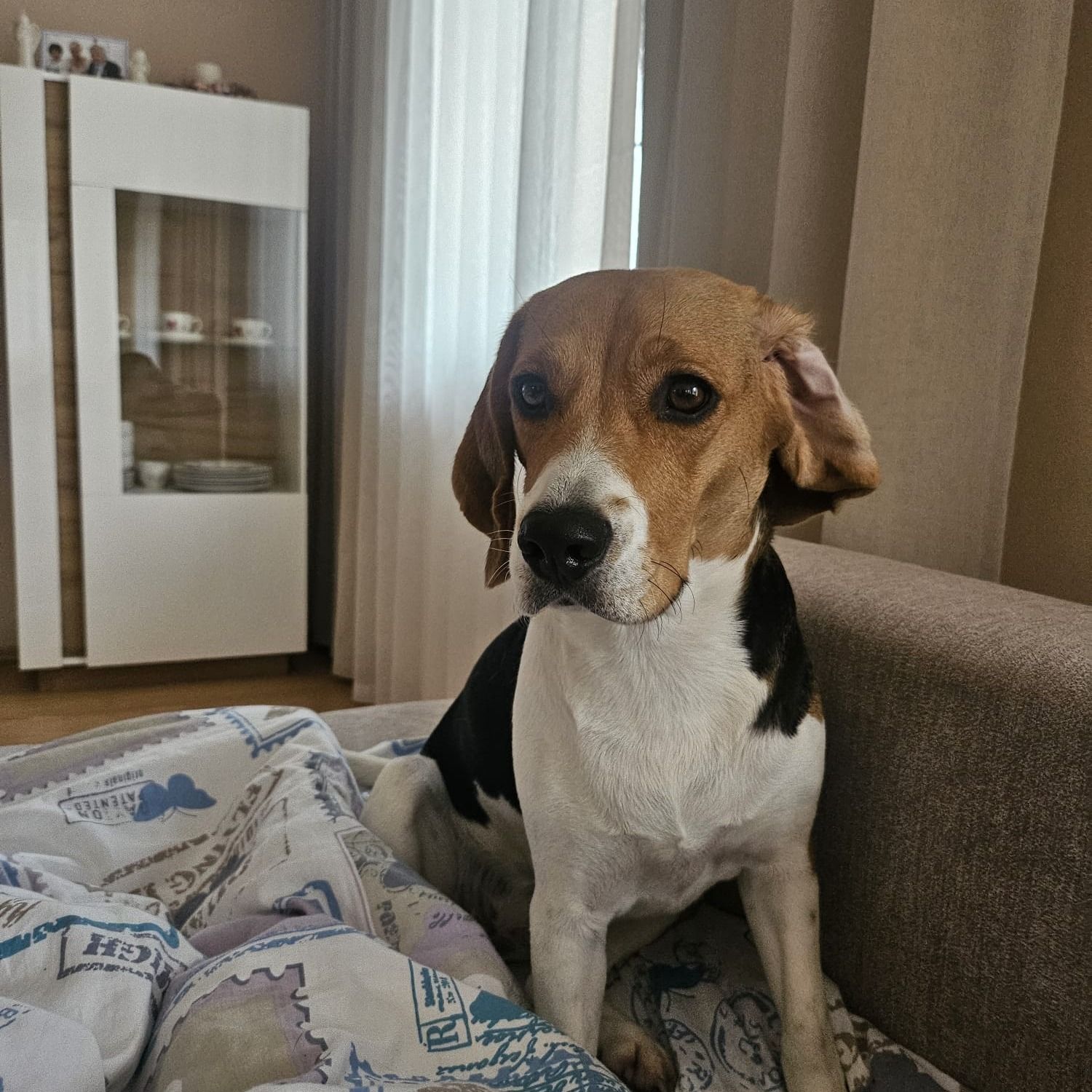 Soutěžní fotografie - Barunka,  Beagle
