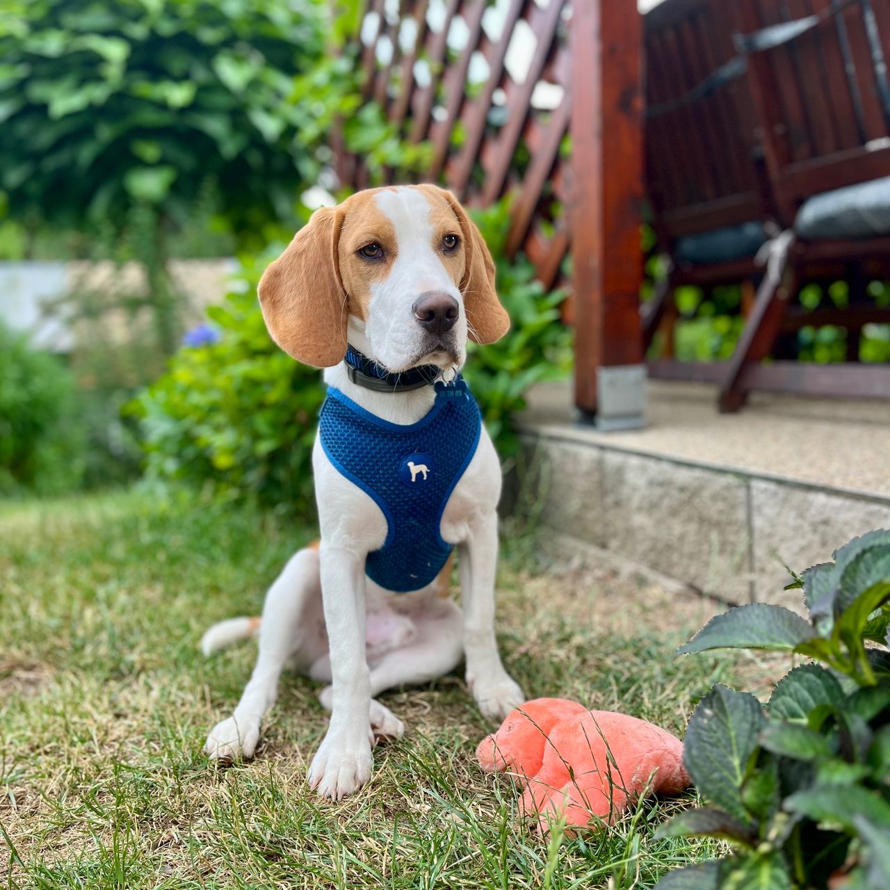 Soutěžní fotografie - Benji,  Beagle