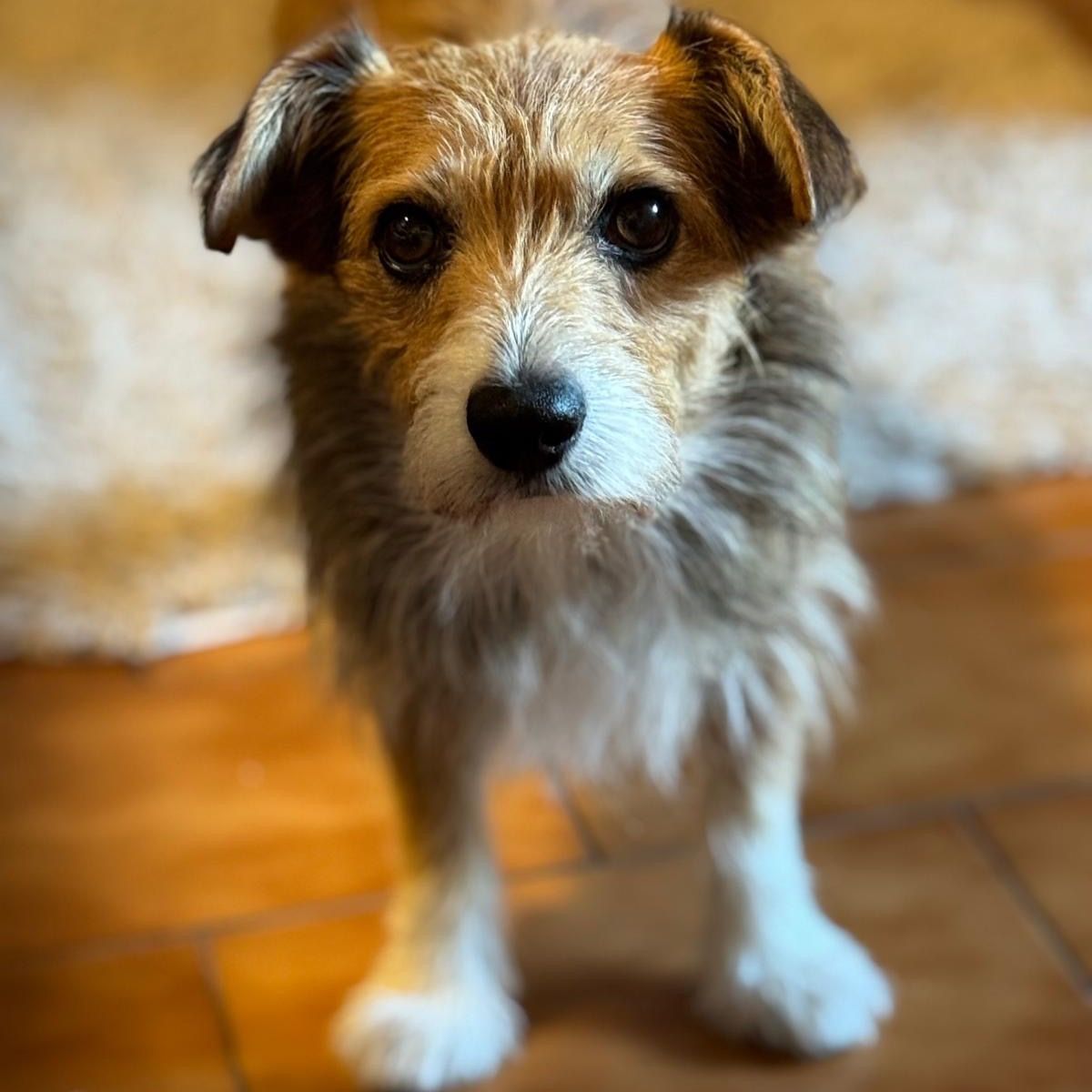 Soutěžní fotografie - Fido,  Ostatní
