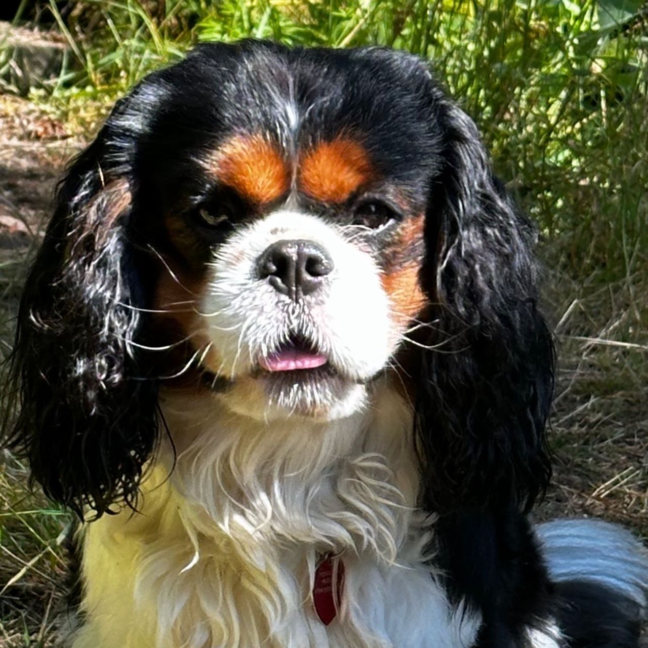 Soutěžní fotografie - Charlie,  Kavalír King Charles španěl
