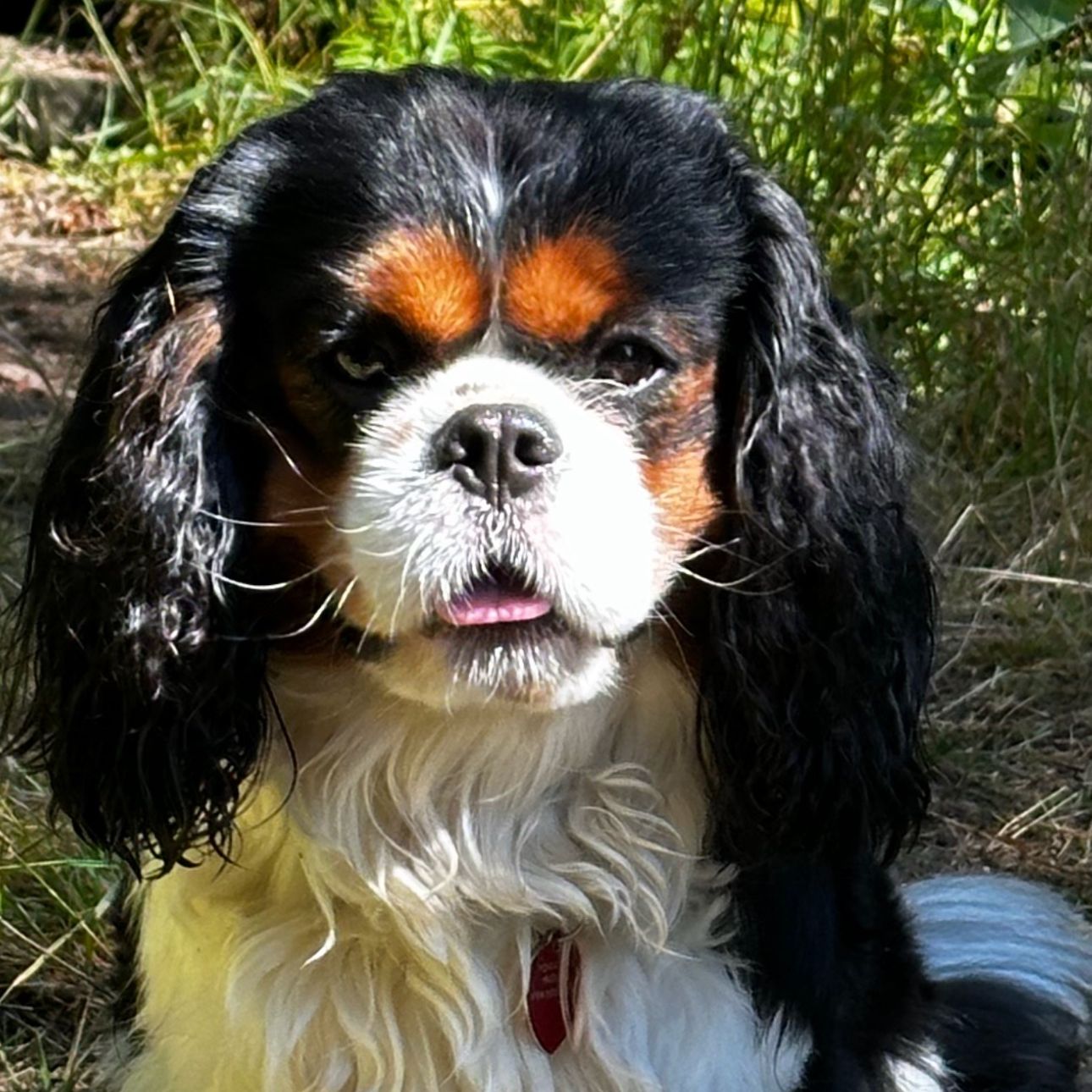 Soutěžní fotografie - Charlie,  Kavalír King Charles španěl