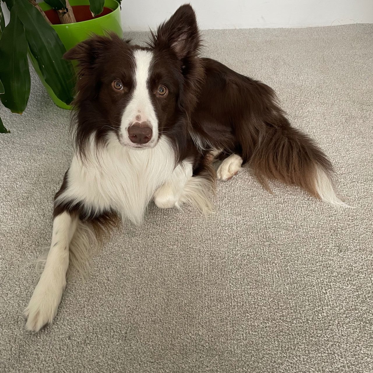 Soutěžní fotografie - Marley,  Border kolie