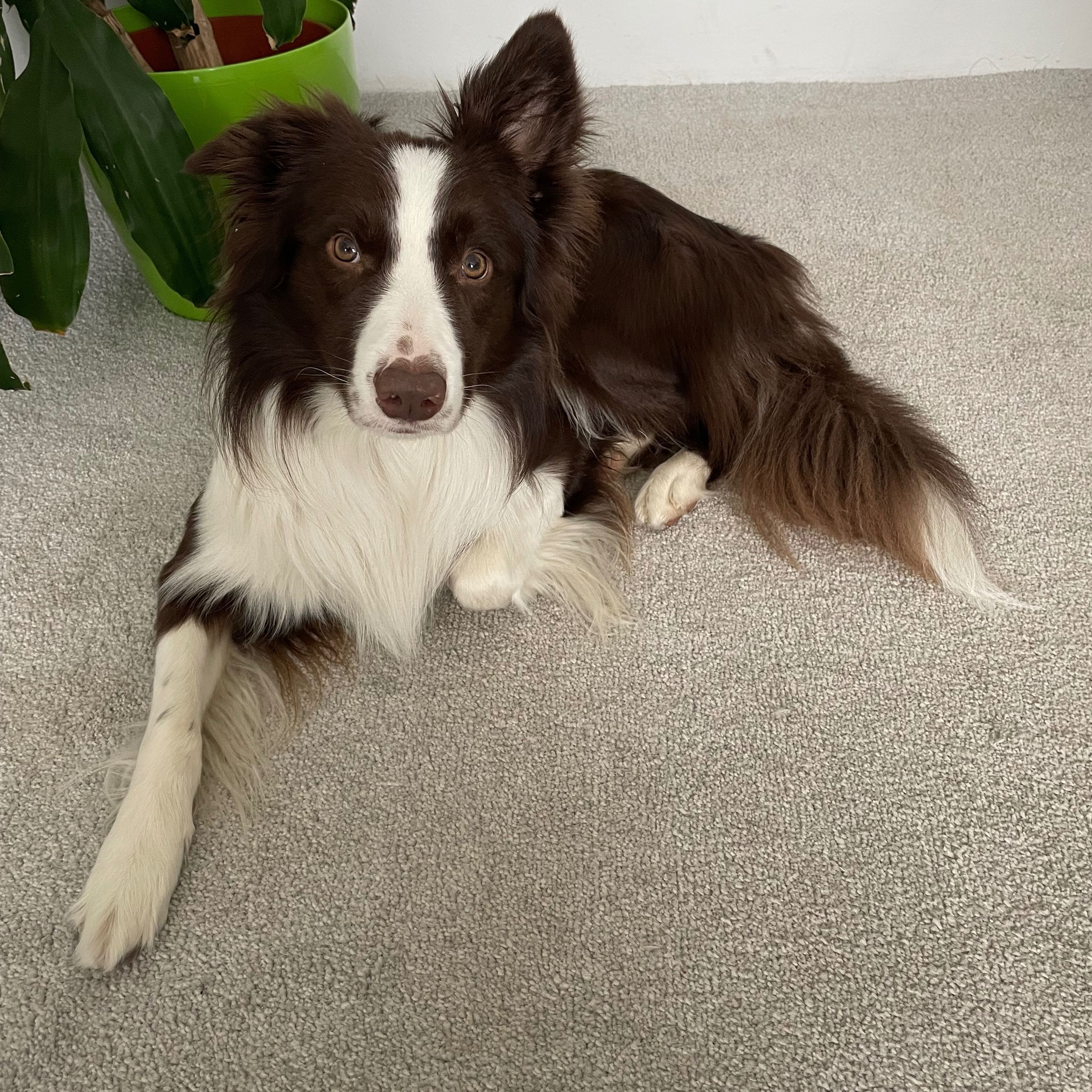 Soutěžní fotografie - Marley,  Border kolie