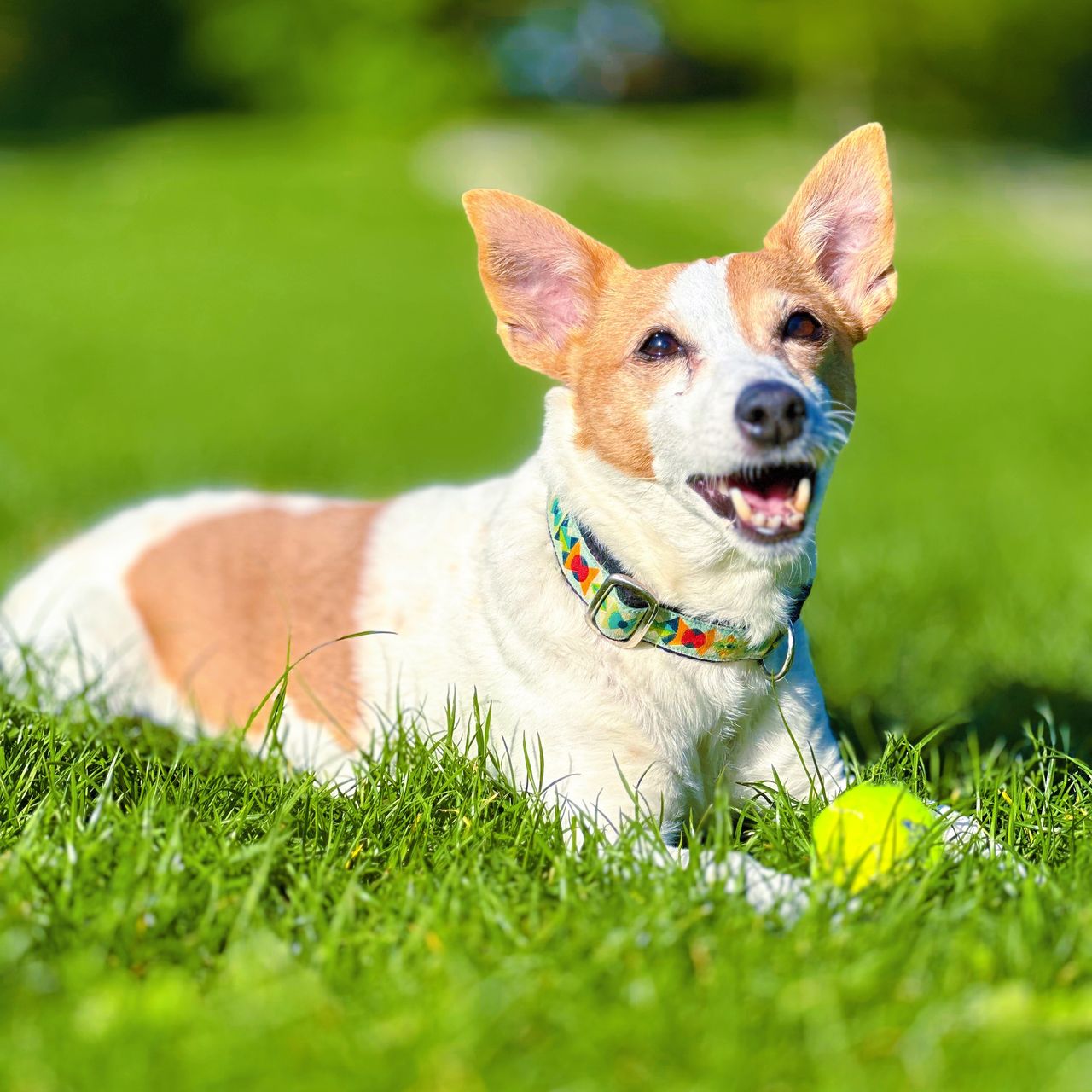 Soutěžní fotografie - Angie,  Jack Russell Teriér